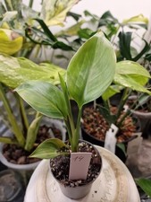 Strelitzie Nicolai Variegata