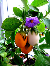 gelbes Ei, Eierbaum, AUBERGINE gelbe Eierpflanze, lila Blüte, Solanum, Bio