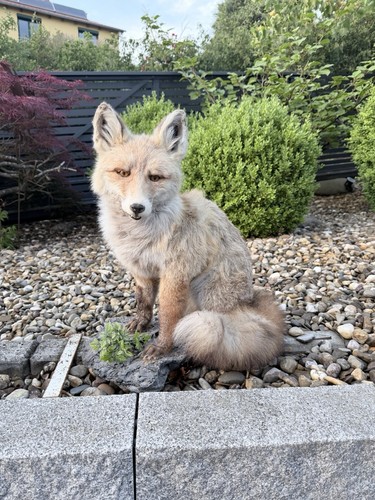 Fuchs präparat ausgestopft - fuchs,
