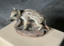 Wildschwein Frischling