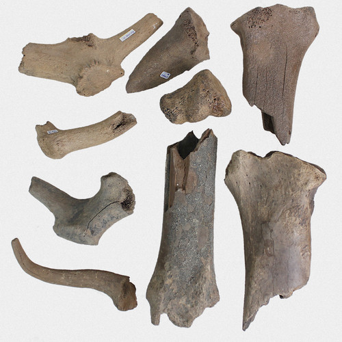 Fossilien konvolut mammut - 9x,