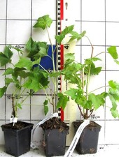 Schwarze Johannisbeere "Wellington XXX"   -  Pflanze-