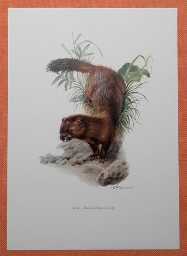 Europäischer nerz mustela - europäischer,