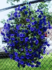 Sale2335 Petunien Hängepetunien Blaue Petunia 10 Samen