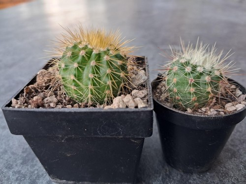 X notocactus - 2, –
