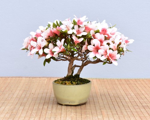 Bonsai outdoor satsuki - outdoor,, azalee