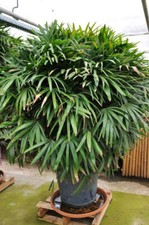 Steckenpalme - Bambuspalme  (Rhapis Excelsa), Jungpflanzen