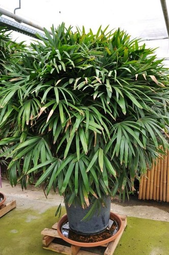 Steckenpalme bambuspalme - -,