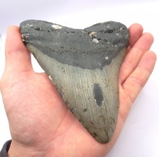 Monster ! Sehr großer