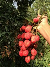 80001418 Litschi Frucht