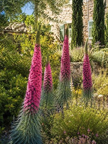 537w echium wildpretii - echium,