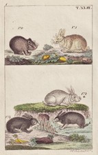 Hase Hasen rabbit hare