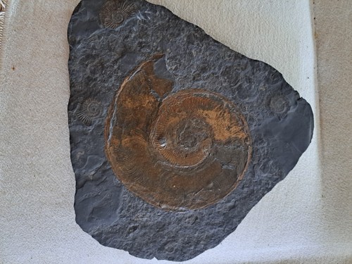 Ammoniten harpoceras - ammoniten,