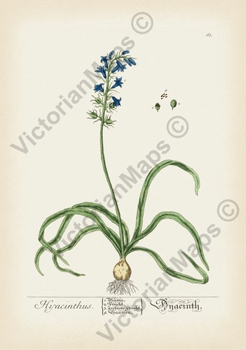 Bluebell antiker botanischer