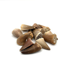 ★ Echter Dinosaurierzahn