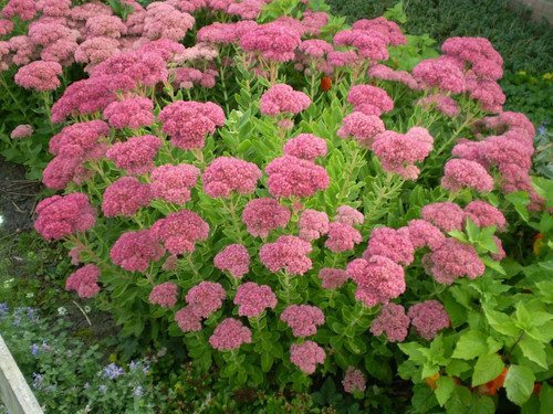 Hohe fetthenne sedum herbst - fetthenne,