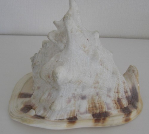 Mittlere schnecke cassis - schnecke,