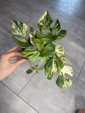 Rhaphidophora Tetrasperma