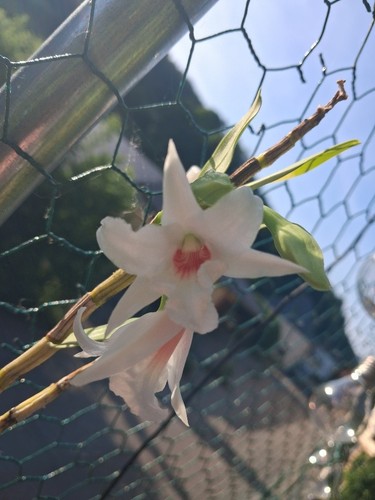 Dendrobium draconis orchidee - dendrobium,