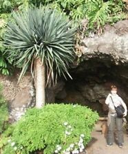 Yucca Rostrata Pflanzen Palmen für den Balkon Topf Blumentopf winterhart robust