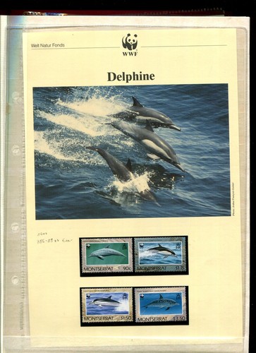 Wale und delphine schöne - wale,
