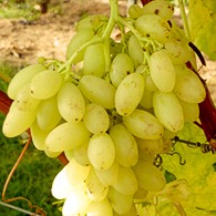 Traube gelb Centenial kernlos