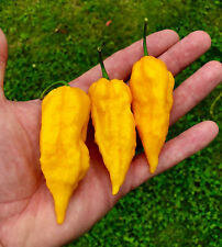Bhut Jolokia Gelb 10 Samen Chili XXL Hot Chilisamen