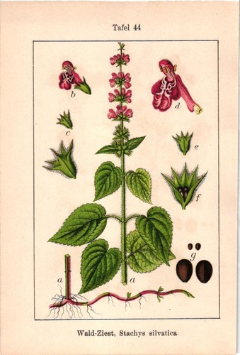 Wald ziest stachys - "wald-ziest,,
