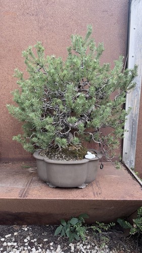Bonsai kiefer pinus - bonsai, (pinus