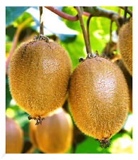 Selbstfruchtend großfruchtige Kiwi Solissimo renact 1 Pflanze Actinidia