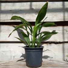 Aspidistra elatior, total 60+