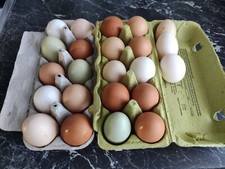 Super Frische Eier Bauer?kein hatching eggs Araucana Weißleger BE Eier 10 Stück