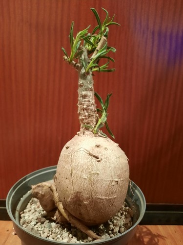 Pachypodium succulentum mit - succulentum, l