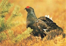 Voegel Birds Oiseaux Birkhahn 