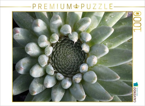 Calvendo puzzle orostachys - calvendo, |