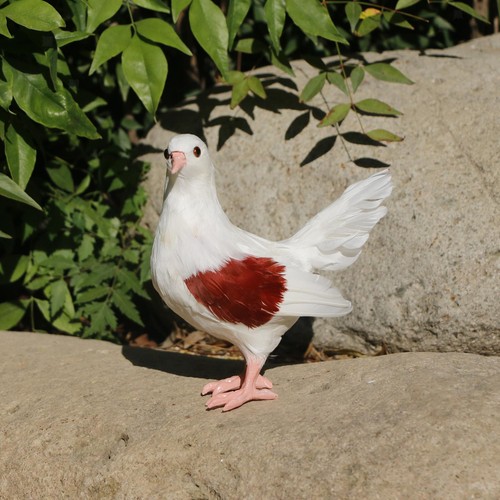 Realistic garden pigeon - pigeon, statue