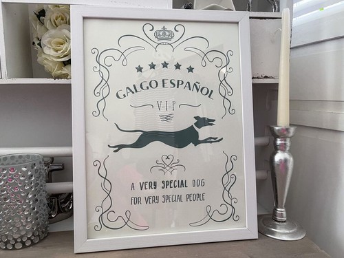 Windhund galgo espanol - windhund,