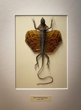 Draco haematopogon - Präparat