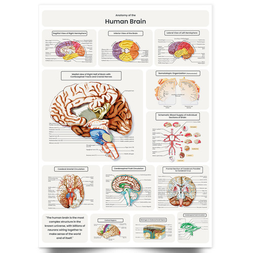 Human brain anatomy - brain,