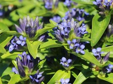 KREUZ-ENZIAN 70 Samen Gentiana