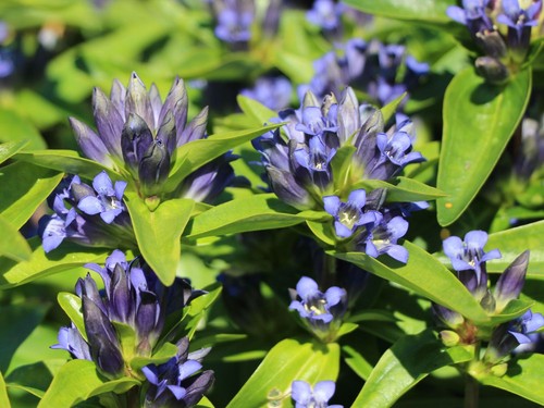 Kreuz enzian samen gentiana - 70,