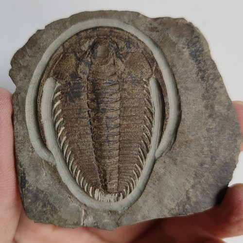 Trilobitenfossil redlichia - trilobitenfossil,