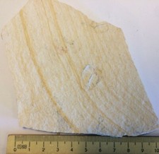 Aptychus fossil ammonit - 2x,