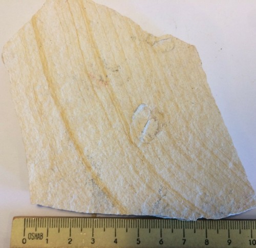 Aptychus fossil ammonit - fossil,