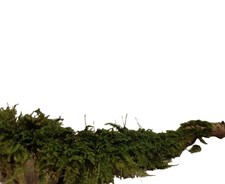 Terrarium 5x Ast mit lebenden