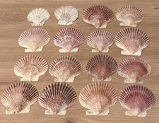 Echte Muscheln 16 Stück