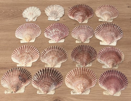 Echte muscheln stück - muscheln,