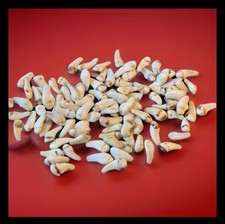 50x Hirsch Grandeln DEKO