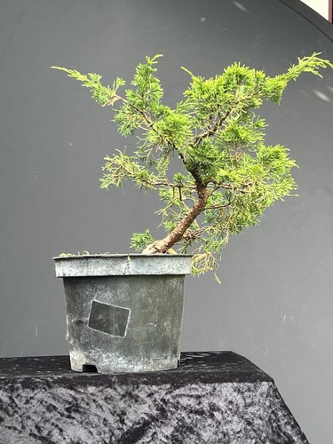 Iteogawa wacholder bonsai - wacholder,