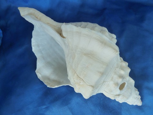 Großes muschelhorn - großes,